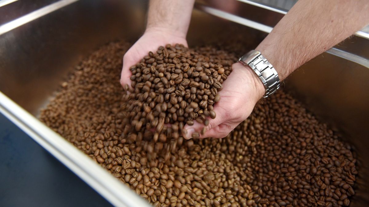 V Brazílii vysadili kávovníky, které mají plodit bezkofeinovou kávu